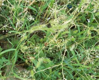 Fotografia da espécie Setaria viridis