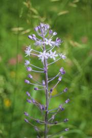 Fotografia da espécie Scilla hyacinthoides