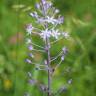 Fotografia 6 da espécie Scilla hyacinthoides do Jardim Botânico UTAD