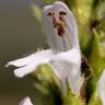 Fotografia 4 da espécie Satureja hortensis do Jardim Botânico UTAD