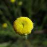 Fotografia 6 da espécie Santolina rosmarinifolia do Jardim Botânico UTAD