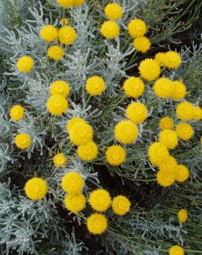 Fotografia 7 da espécie Santolina rosmarinifolia no Jardim Botânico UTAD