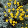 Fotografia 7 da espécie Santolina rosmarinifolia do Jardim Botânico UTAD