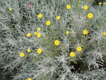 Fotografia da espécie Santolina rosmarinifolia