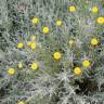 Fotografia 8 da espécie Santolina rosmarinifolia do Jardim Botânico UTAD