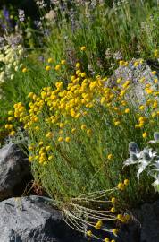 Fotografia da espécie Santolina rosmarinifolia