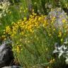 Fotografia 9 da espécie Santolina rosmarinifolia do Jardim Botânico UTAD