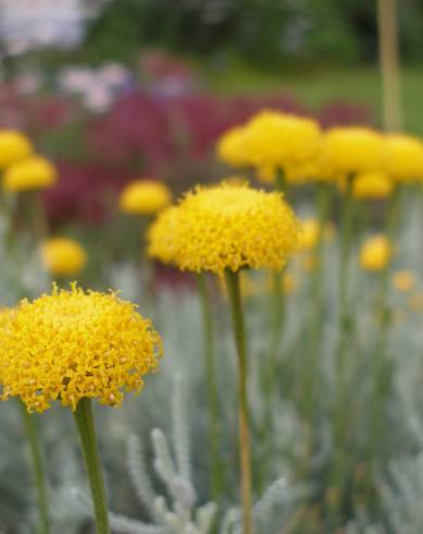 Fotografia de capa Santolina rosmarinifolia - do Jardim Botânico