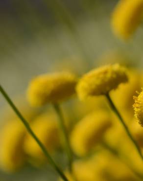 Fotografia 10 da espécie Santolina rosmarinifolia no Jardim Botânico UTAD