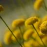 Fotografia 10 da espécie Santolina rosmarinifolia do Jardim Botânico UTAD