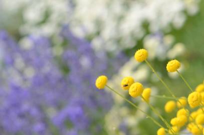 Fotografia da espécie Santolina rosmarinifolia