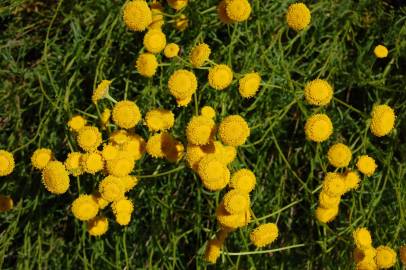 Fotografia da espécie Santolina rosmarinifolia