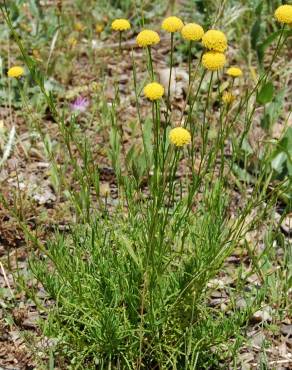 Fotografia 14 da espécie Santolina rosmarinifolia no Jardim Botânico UTAD