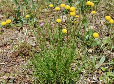 Fotografia da espécie Santolina rosmarinifolia