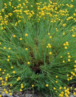 Fotografia 15 da espécie Santolina rosmarinifolia no Jardim Botânico UTAD