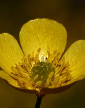 Fotografia 6 da espécie Ranunculus arvensis no Jardim Botânico UTAD