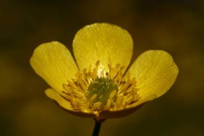 Fotografia da espécie Ranunculus arvensis