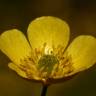 Fotografia 6 da espécie Ranunculus arvensis do Jardim Botânico UTAD