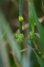 Fotografia da espécie Ranunculus arvensis