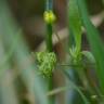 Fotografia 7 da espécie Ranunculus arvensis do Jardim Botânico UTAD