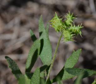 Fotografia da espécie Ranunculus arvensis