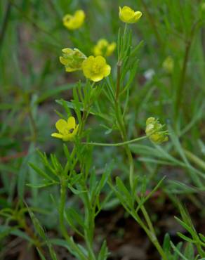 Fotografia 9 da espécie Ranunculus arvensis no Jardim Botânico UTAD