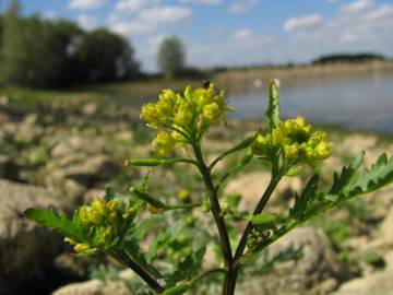 Fotografia da espécie Rorippa palustris