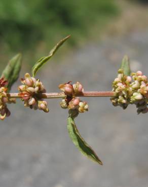 Fotografia 4 da espécie Rumex conglomeratus no Jardim Botânico UTAD