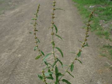 Fotografia da espécie Rumex conglomeratus