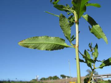 Fotografia da espécie Rumex conglomeratus