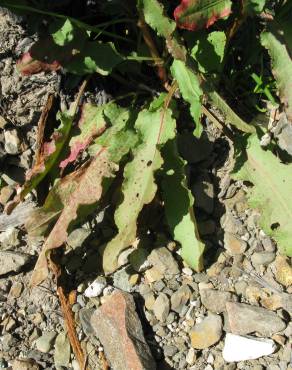 Fotografia 10 da espécie Rumex conglomeratus no Jardim Botânico UTAD