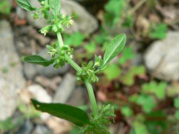 Fotografia da espécie Rumex conglomeratus