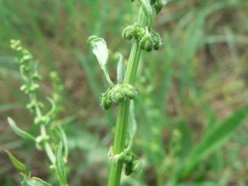 Fotografia da espécie Rumex conglomeratus