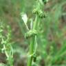 Fotografia 14 da espécie Rumex conglomeratus do Jardim Botânico UTAD