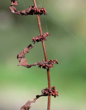 Fotografia 16 da espécie Rumex conglomeratus no Jardim Botânico UTAD