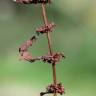 Fotografia 16 da espécie Rumex conglomeratus do Jardim Botânico UTAD