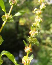 Fotografia da espécie Rumex conglomeratus