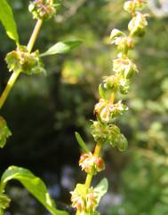 Rumex conglomeratus