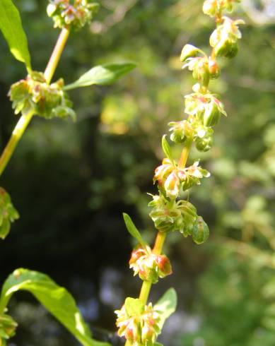 Fotografia de capa Rumex conglomeratus - do Jardim Botânico