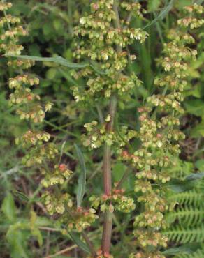 Fotografia 17 da espécie Rumex conglomeratus no Jardim Botânico UTAD