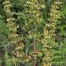 Fotografia 17 da espécie Rumex conglomeratus do Jardim Botânico UTAD