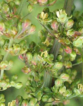 Fotografia 18 da espécie Rumex conglomeratus no Jardim Botânico UTAD