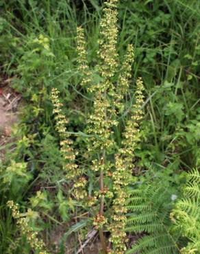 Fotografia 19 da espécie Rumex conglomeratus no Jardim Botânico UTAD