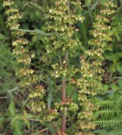 Fotografia da espécie Rumex conglomeratus