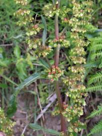 Fotografia da espécie Rumex conglomeratus