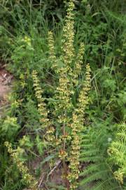 Fotografia da espécie Rumex conglomeratus