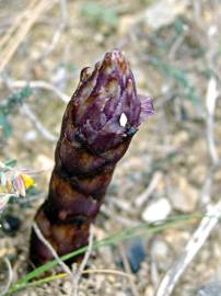 Fotografia da espécie Orobanche latisquama