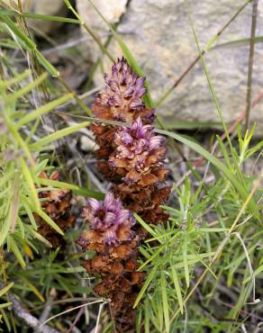 Fotografia 3 da espécie Orobanche latisquama no Jardim Botânico UTAD