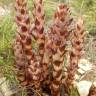 Fotografia 1 da espécie Orobanche latisquama do Jardim Botânico UTAD