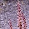 Fotografia 4 da espécie Orobanche latisquama do Jardim Botânico UTAD